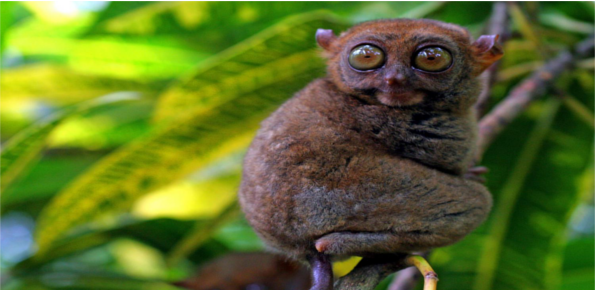 Tarsier Sanctuary at Corella